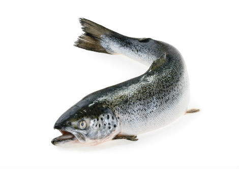 كيف يجد السلمون طريق عودته نحو مكانه الأصلي؟