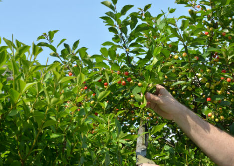 كيف يمكنك الحصول على أنواع مختلفة من الثمار من نفس الشجرة؟