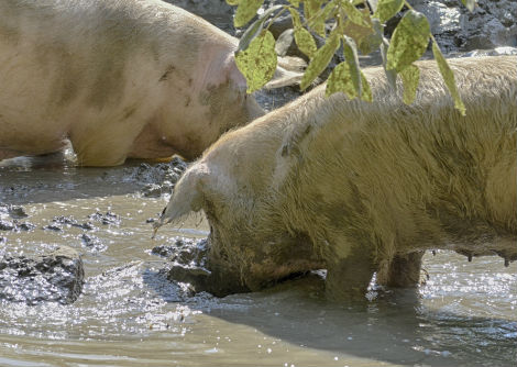 لماذا تستلقي الخنازير في الوحل؟
