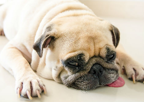 لماذا تلهث الكلاب؟