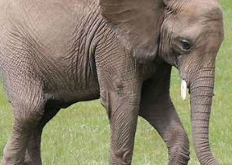 كم عدد شعيرات الإنسان التي نحتاجها لرفع فيل من ناحية نظريّة؟